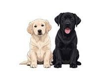jumpstart pic of black and yellow baby lab
