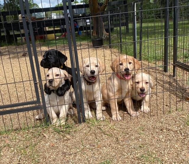 reece tribute puppy lauch 3