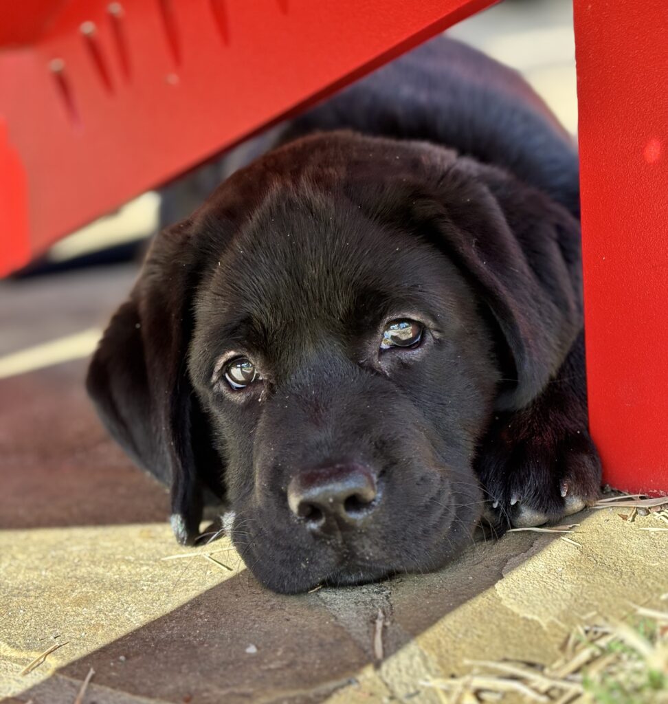 Screenshot titled “Copy of Luna web page” showing a puppy profile page for Luna on Jumpstart Puppies