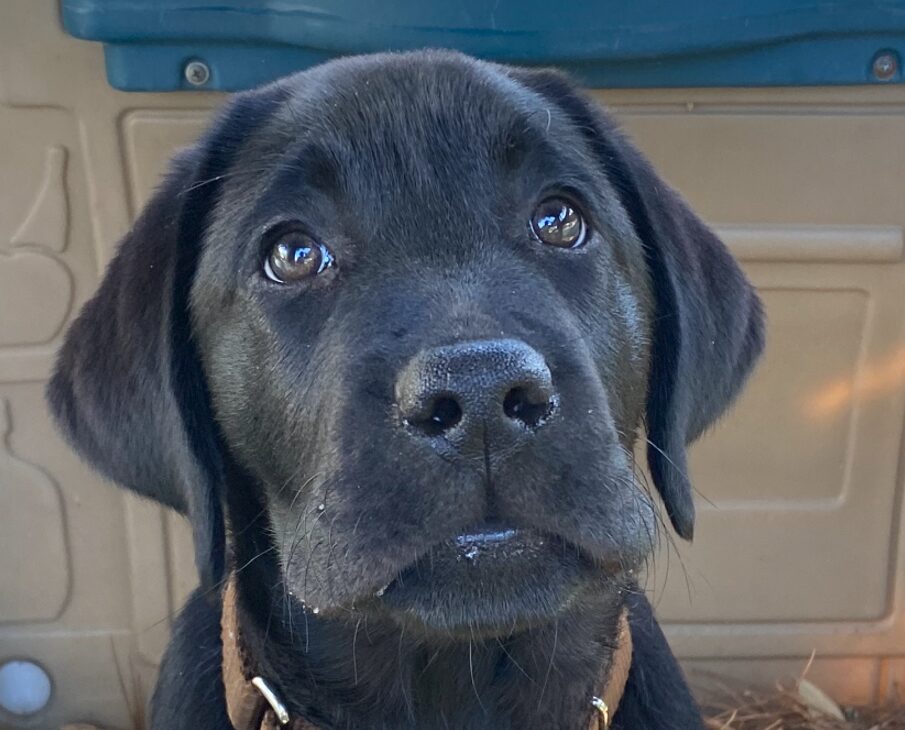 Buddy SNAG-0091 puppy portrait—close-up of a young dog with a friendly expression outdoors