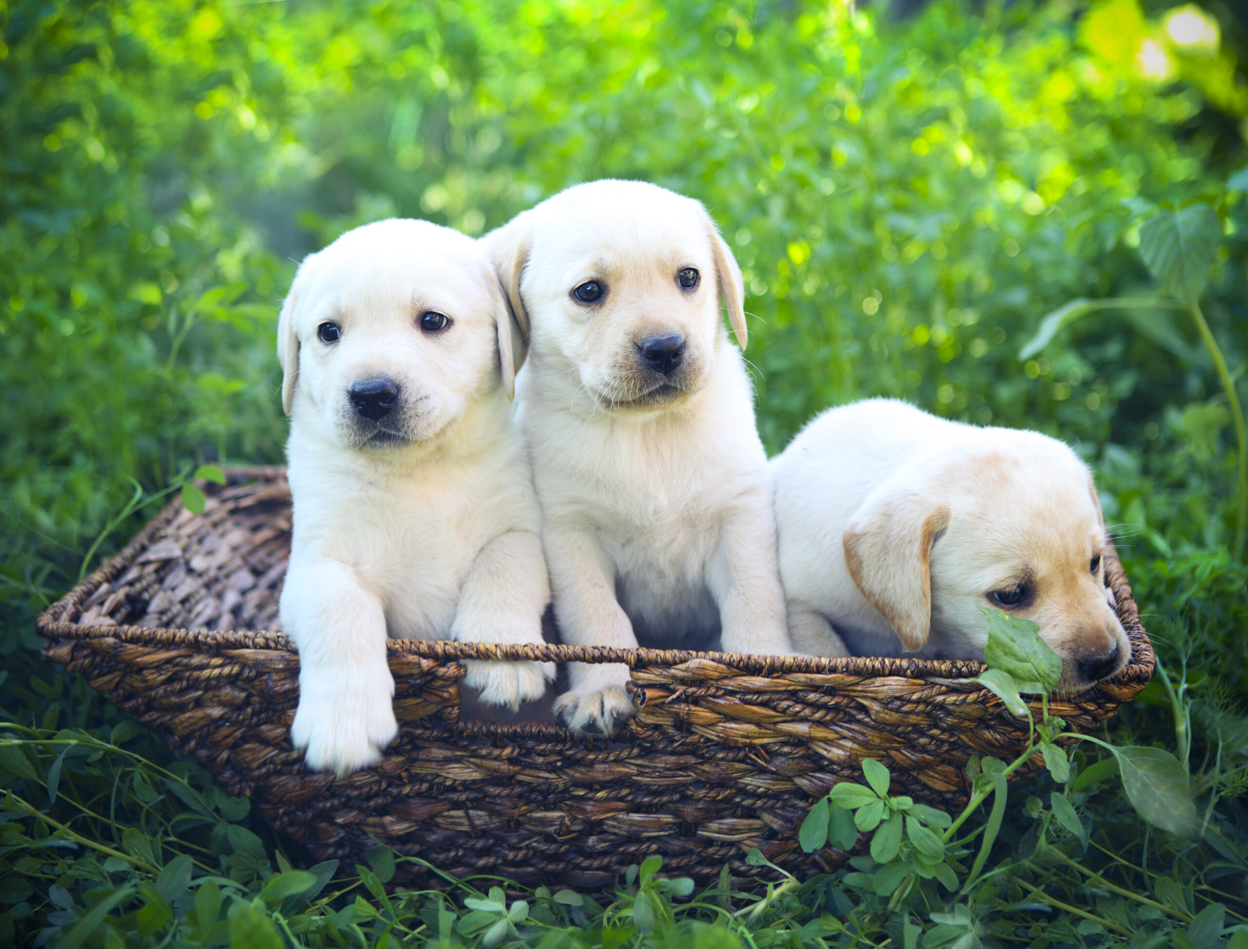 English Labrador Service Dogs in Florida: three adorable golden retriever puppies in a wicker basket on green grass