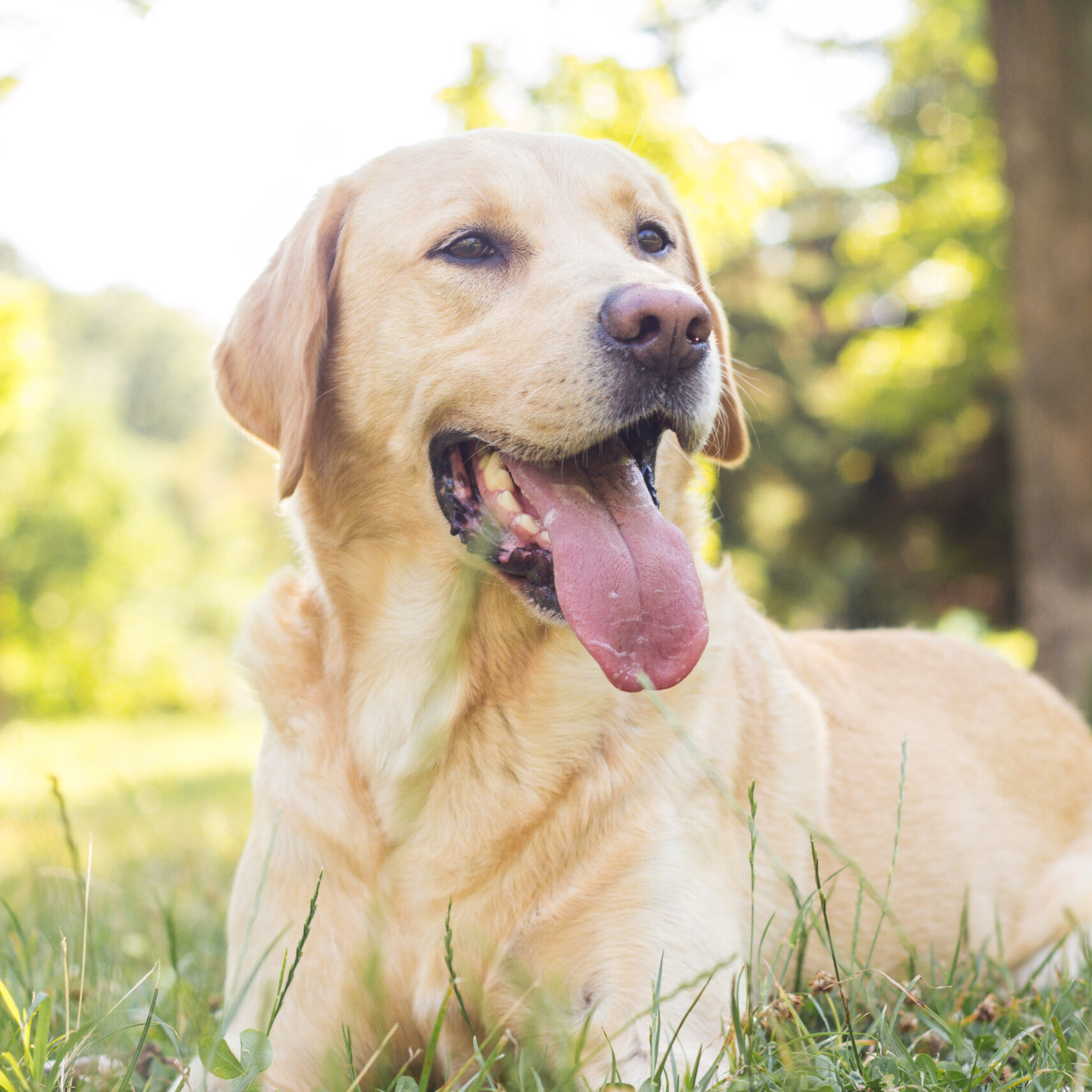 Smiling Labrador puppy in a city park, sitting on grass; Labrador puppy training program