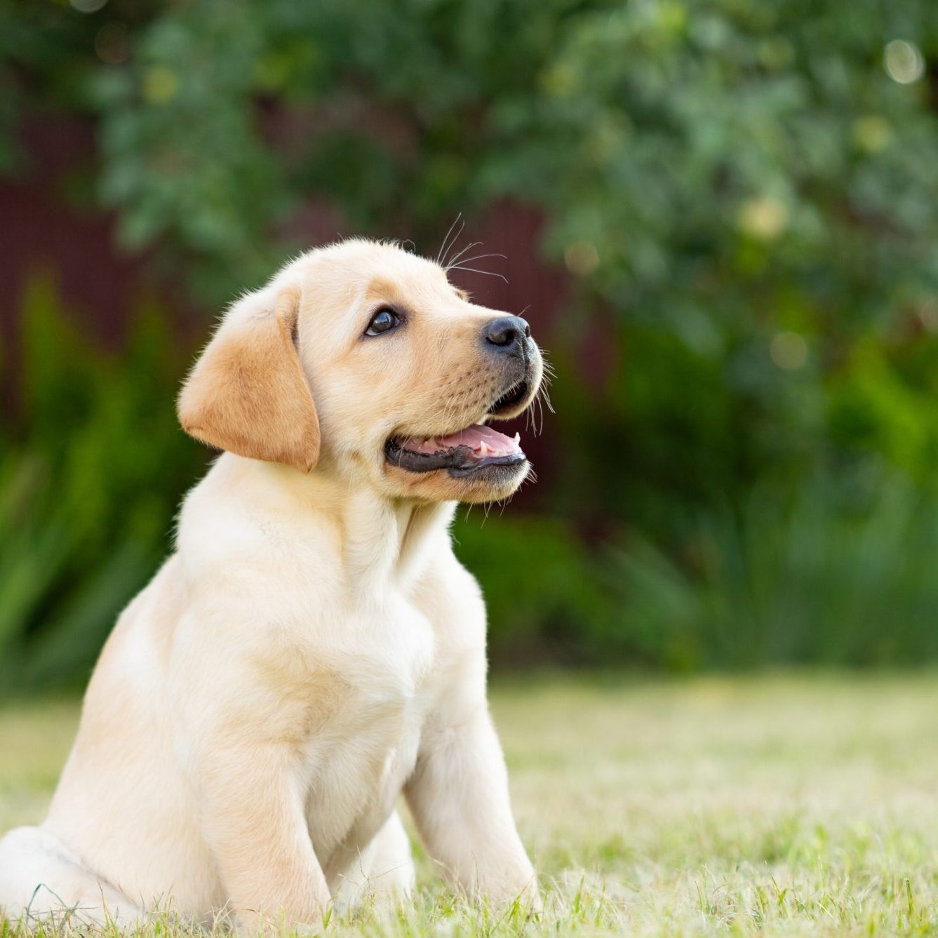 Labrador puppy training program: outdoor portrait of a young Labrador retriever puppy sitting on grass