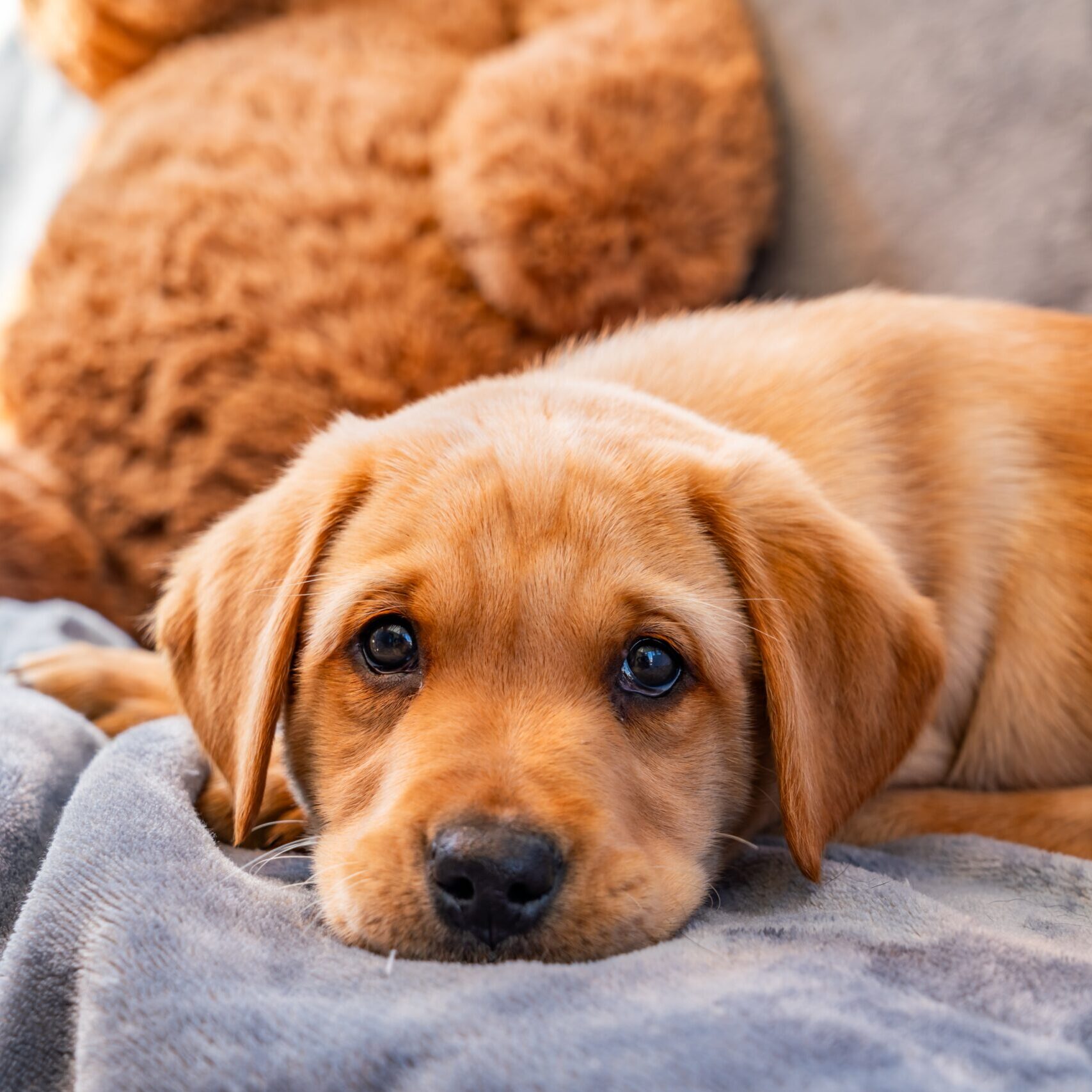 Golden-yellow Labrador puppy sitting on grass, close-up; supports Labrador puppy training program guidance